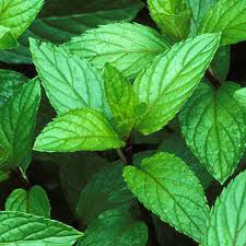 PrimeBiome ingredients 8