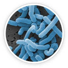 PrimeBiome ingredient 1
