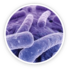 PrimeBiome Ingredient 3